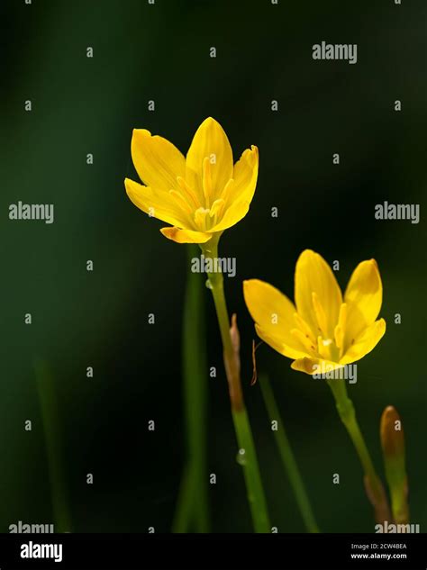 Zephyranthes Sulphurea Hi Res Stock Photography And Images Alamy