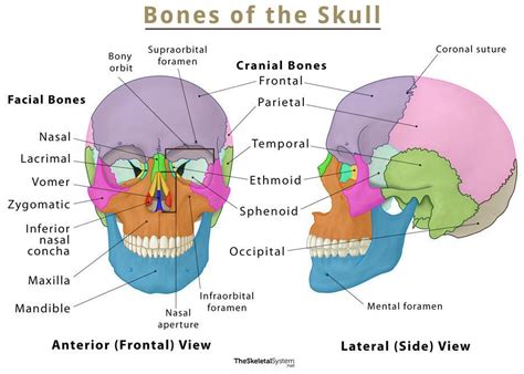 Anatomy Of Human Skeleton Medicohol