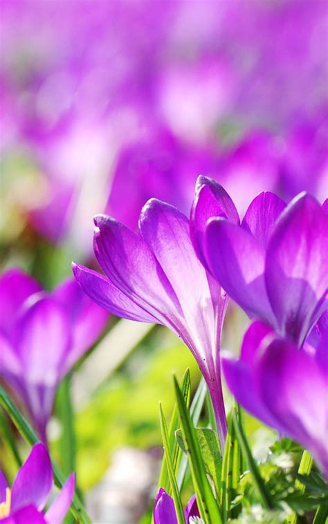 Beautiful Purple Crocus Flowers Download Free Hd Mobile