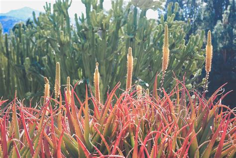 Free Stock Photo Of Cactus California Desert