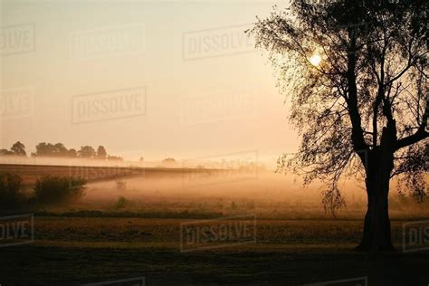 Mist Over Pastures At Sunrise Stock Photo Dissolve