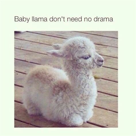 Baby Lama Dont Need No Drama More Funny Animal Memes Funny Animal