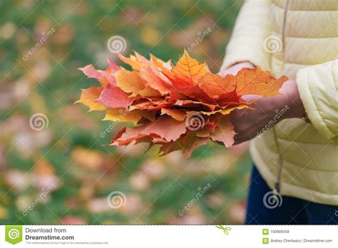 Female Walk In Autumn Park And Collect Brigth Maple Leaf Stock Image