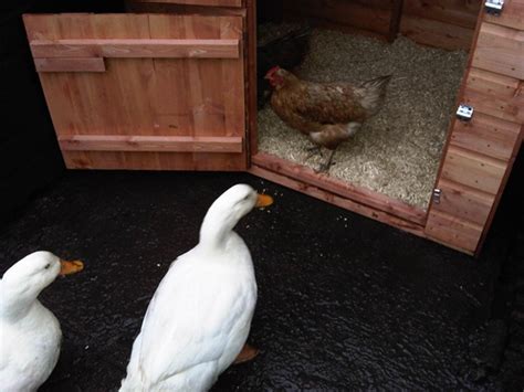 Domestic ducks are ducks that are raised for meat, eggs and down. Duck Housing - Accommodation and Enclosed Runs
