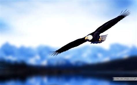 Eagle Flying Hd Wallpapers Top Những Hình Ảnh Đẹp