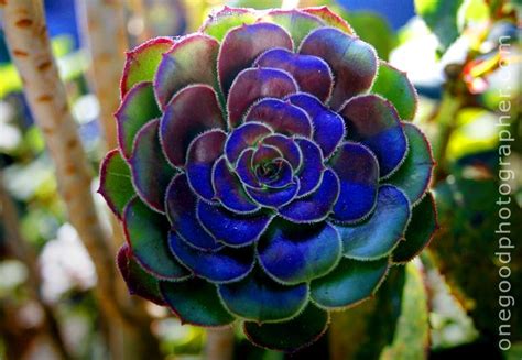 Check spelling or type a new query. Colorful succulent | Tattoo Ideas | Pinterest