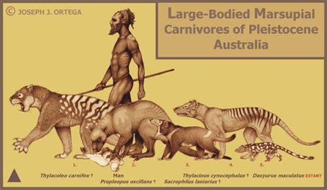 El Pensieve De Dinorider Joseph J Ortega Carnívoros Marsupiales De