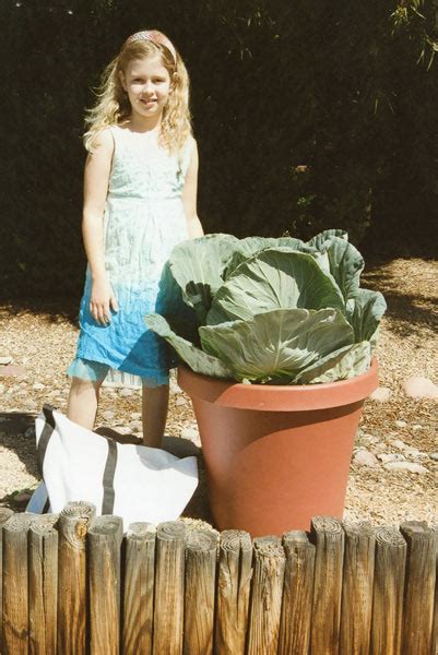 Planting Your Cabbage Bonnie Plants Cabbage Program