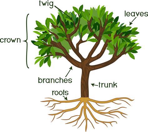Parts Of A Tree And Its Functions Design Talk