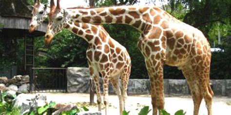 Harga tiket masuk gembira loka zoo jogja pada bulan mei 2021 ini sebesar rp 60.000 untuk weekday dan rp 75.000 untuk weekend. Zoo Melaka & Night Safari | Zoo Kedua Terbesar Di Malaysia ...