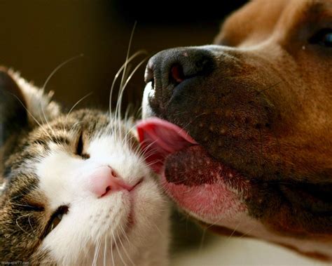 Dog Kissing Cat Raining Cats And Dogs Funny Cats And Dogs Cute Cats