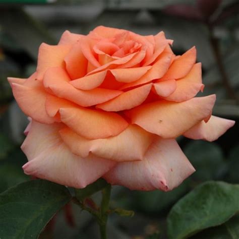Warm Wishes Hybrid Tea Garden Roses Pococks Roses The Cornish Rose Company