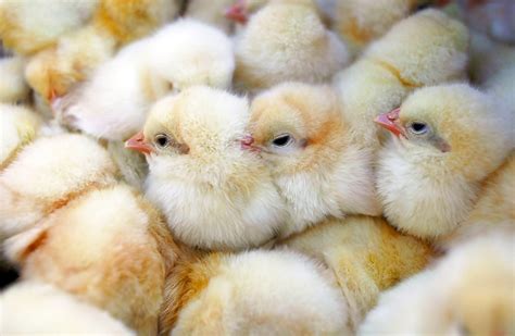 Chicken, lamb, or turkey are good options. Chickens Prove Popular Pet With Chinese Children - Zimbio