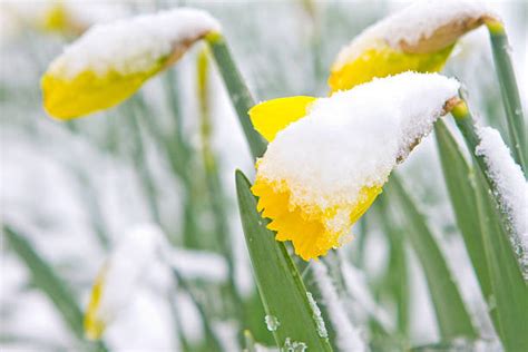 Daffodils In A Snow Stock Photos Pictures And Royalty Free Images Istock