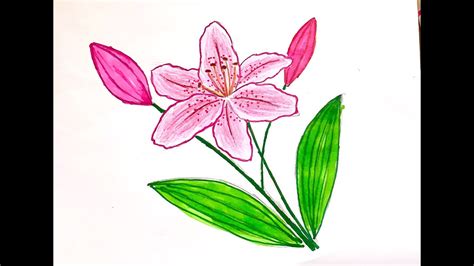 Vẽ Hoa Ly Vẽ Hoa Ly đơn Giản đẹp Draw Lily Flowers Beautifully And