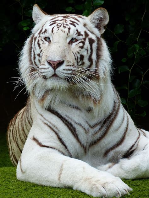 Hd Wallpaper White Tiger Laying On Green Grass During Daytime Face