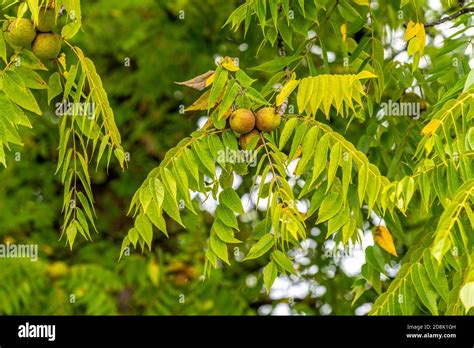 Black Walnut Tree Hi Res Stock Photography And Images Alamy