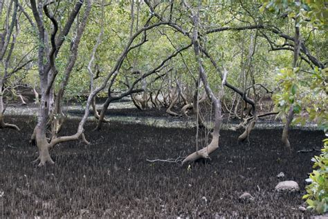 Mangroves Of Australia Poi Australia