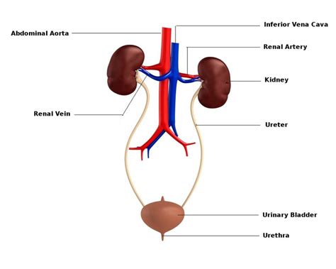 The Renal System Medictests