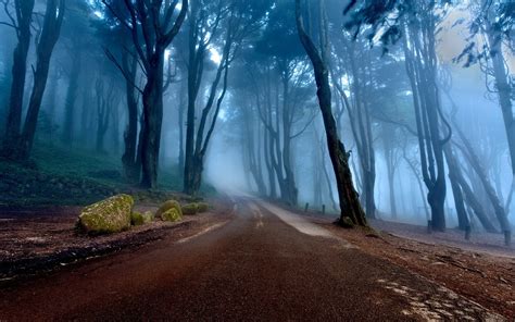 Nature Landscape Mist Road Forest Portugal Trees Sunrise
