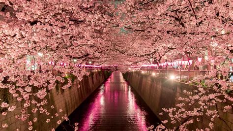 Up Close And Personal With Cherry Blossoms In Japan Abercrombie And Kent