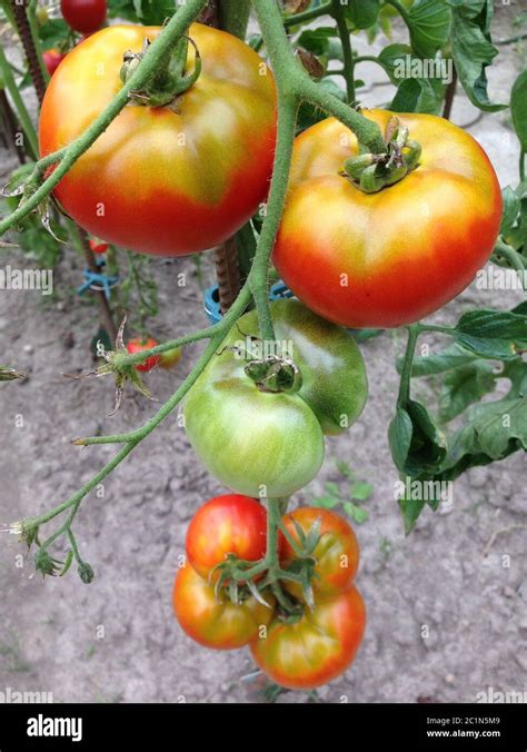 Home Grown Tomatoes In Your Own Garden Stock Photo Alamy