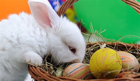 White Beautiful Rabbit Easter Bunny With Eggs In Basket Reading Housebar