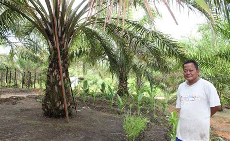 Harga kelapa sawit dari petani ke pengepul akan sangat murah jika nilai tukar rupiah terhadap dollar menekan importir asal cina dan india. Pertanian Terpadu Solusi Petani Ketika Harga Sawit Turun
