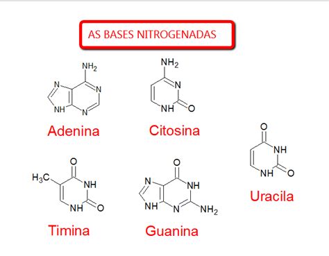Dna Bases Nitrogenadas GenÉtica E QuÍmica