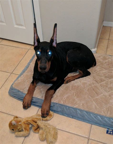 5 Month Old Male Doberman Named Rommel With A Show Crop
