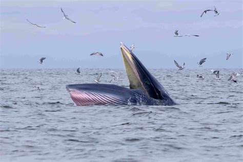 14 Nakakabighaning Baleen Whale Species