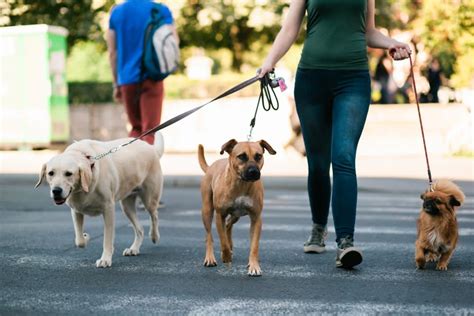 2023 Dog Walking Rates How Much Do Dog Walkers Charge