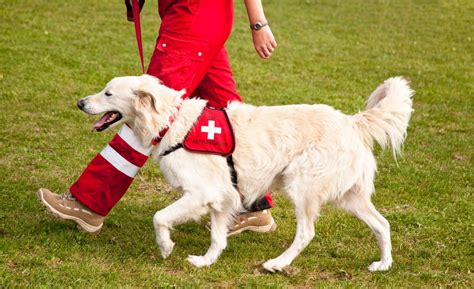 Search And Rescue Dogs The Best Breeds Training And Types Of Duties