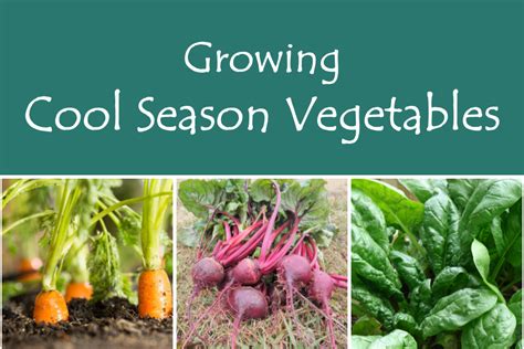 Garden Talk Growing Cool Season Vegetables City Of Redlands