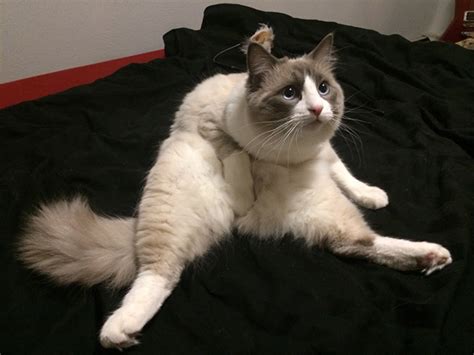 Funny Photos Of Cats Sitting Awkwardly The Last One Totally Cracked
