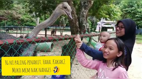 Port dickson top 2 in can't miss attractions. A5H melawat Ostrich Farm, Port Dickson 💙 - YouTube