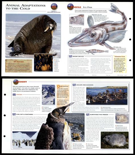 Animal Adaptations To The Cold 40 Behaviour Wildlife Explorer Fold