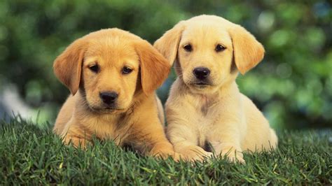 50 Golden Retriever Facts That You Probably Didnt Know
