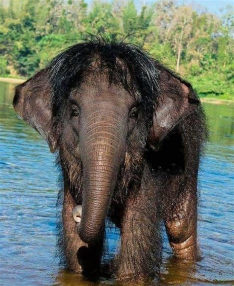 A Very Hairy Asian Elephant 9gag