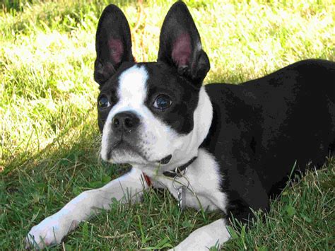 Akc national breed club member. Cute Puppy Dogs: Cute Boston terrier puppy