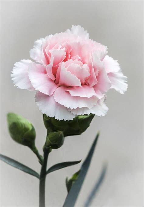Pink Carnation Pink Carnations Pretty Flowers Flowers Photography
