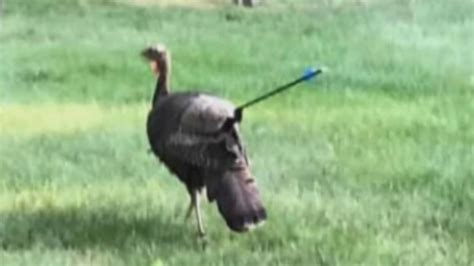 Wild Turkey Survives Being Shot With Arrow Wjar