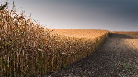 Corn harvest - Ontario Grain Farmer