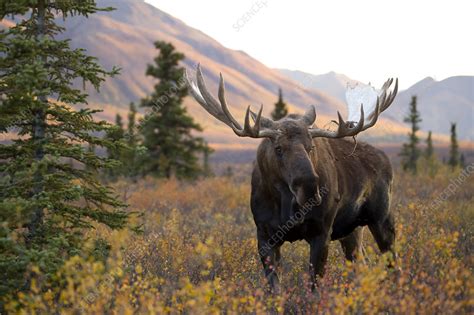 Moose Bull Walking In Forest Clearing Stock Image C0519916