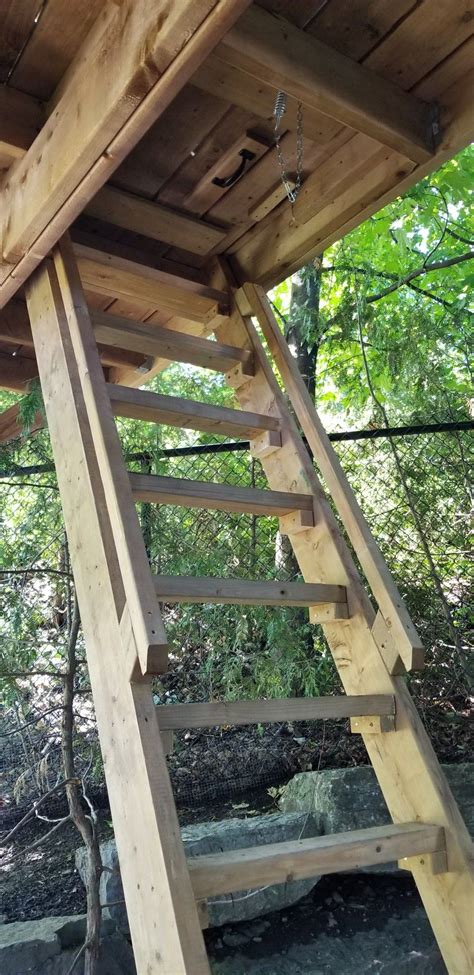 Ladder To Trap Door Tree House Plans Tree House Diy Cool Tree Houses