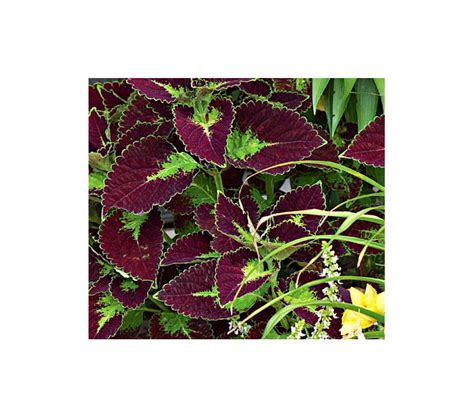 Coleus Tapestry Annual Collection White Flower Farm