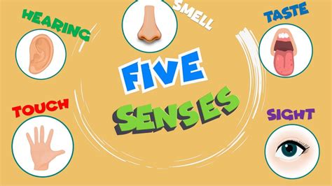 Five Senses Vocabulary Los Cinco Sentidos En InglÉs Youtube