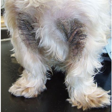 Malassezia Paronychia In A Dog Characterised By Brown Discolouration Of