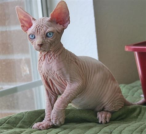 40 Amazing Hairless Sphynx Cat Pictures Tail And Fur
