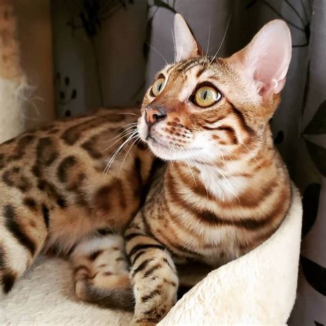 Frequent Questions About Bengal Cats Cattery Bengal